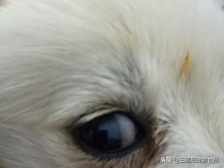 狗狗老是流泪用什么药,狗狗总流泪有泪痕吃啥药