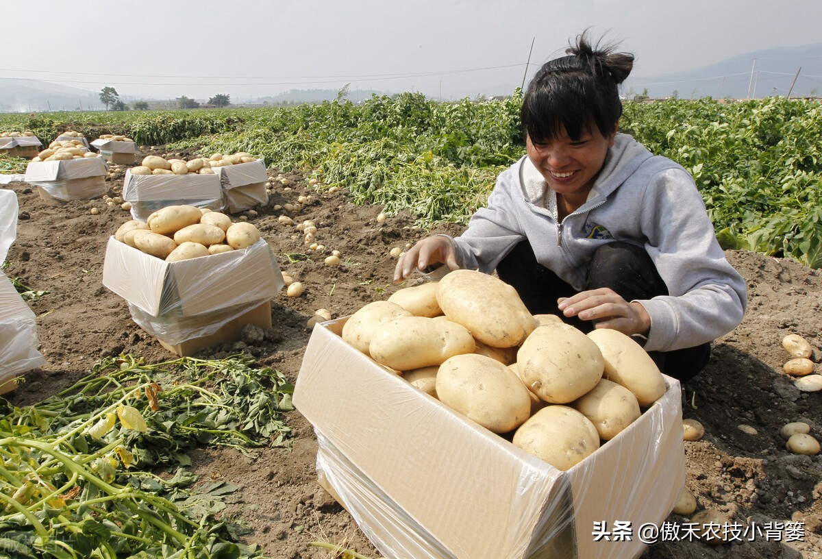 种土豆有绝招,种植土豆高产用什么肥