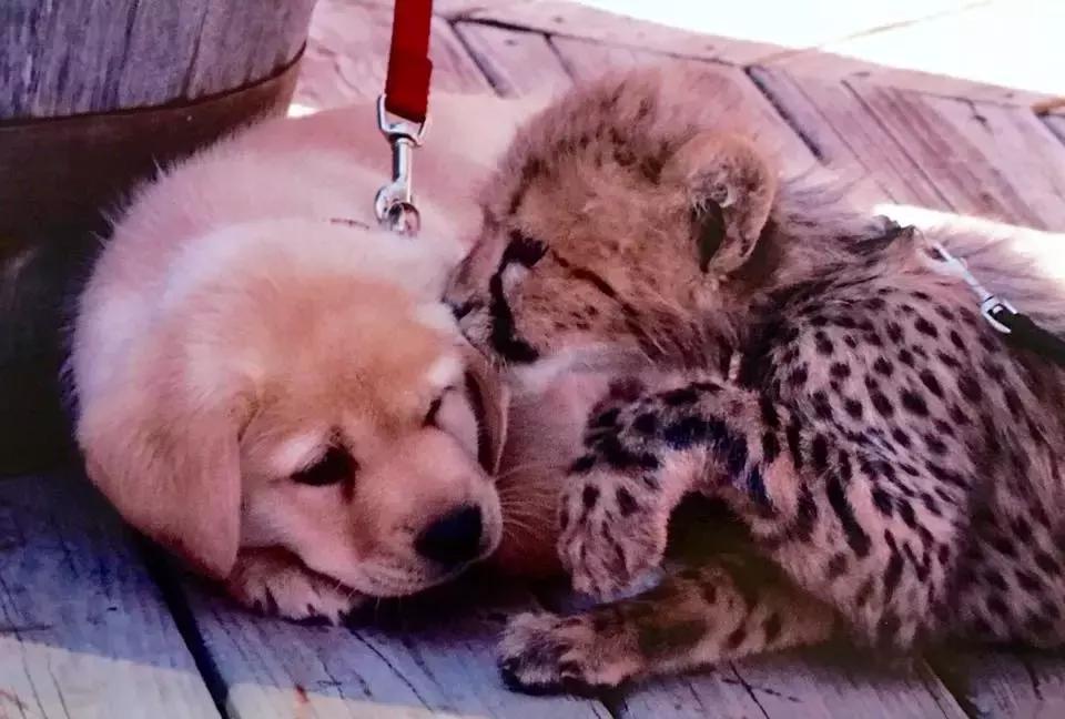 狗狗真是一种神奇的动物,狗狗是什么科的动物