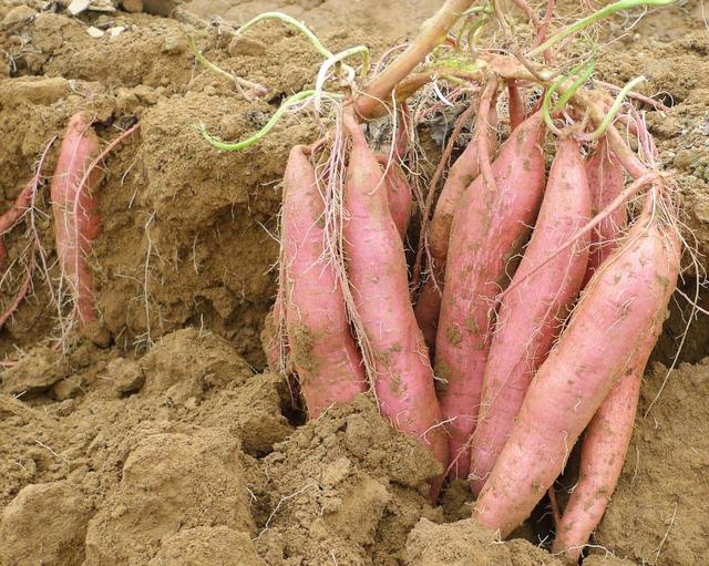 农民种植红薯怎么施肥,种红薯丰收技巧