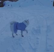 苏州联萌宠物餐馆,苏州联萌宠物餐厅开业了吗