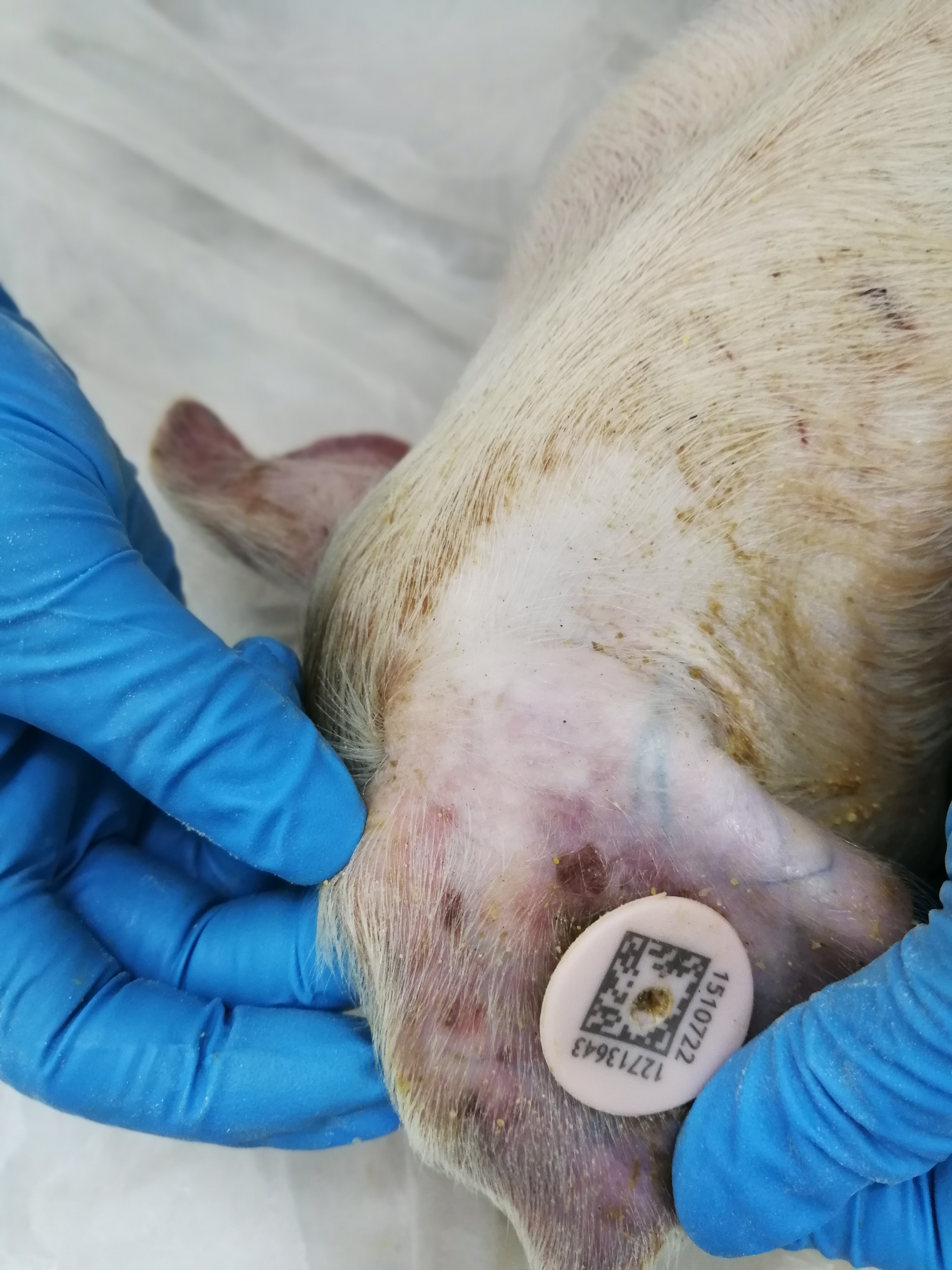 猪场免疫程序及流程图表,猪场正规免疫程序图