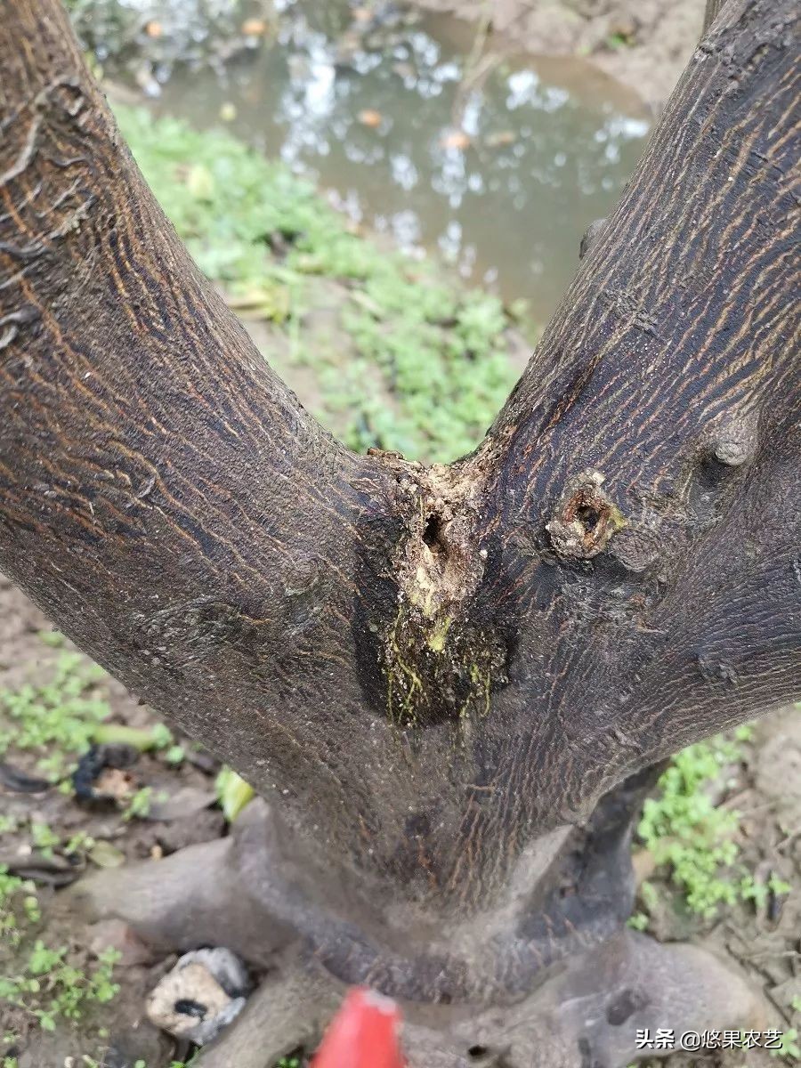 柑橘天牛危害案例,氯氰敌百虫治柑橘树干上天牛
