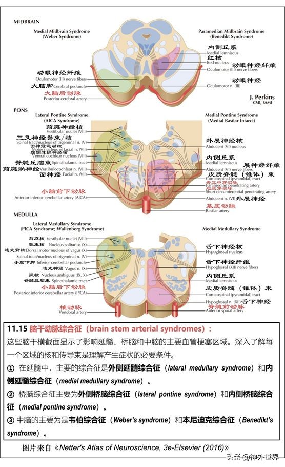 中脑和脑干的解剖,解剖神经系统脑干