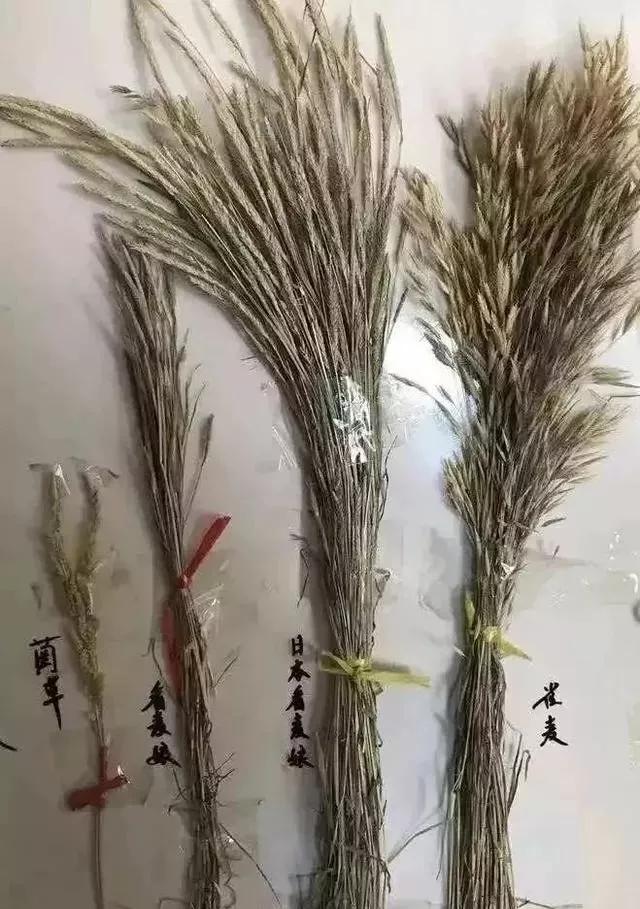 节节麦雀麦野燕麦除草剂,节节麦和雀麦如何一起防治