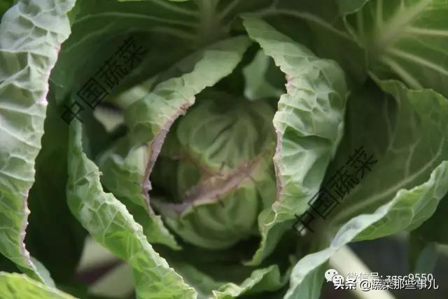 预防白菜虫害,预防娃娃菜开花