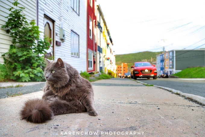 加拿大小众旅游目的地,加拿大纽芬兰自驾旅游