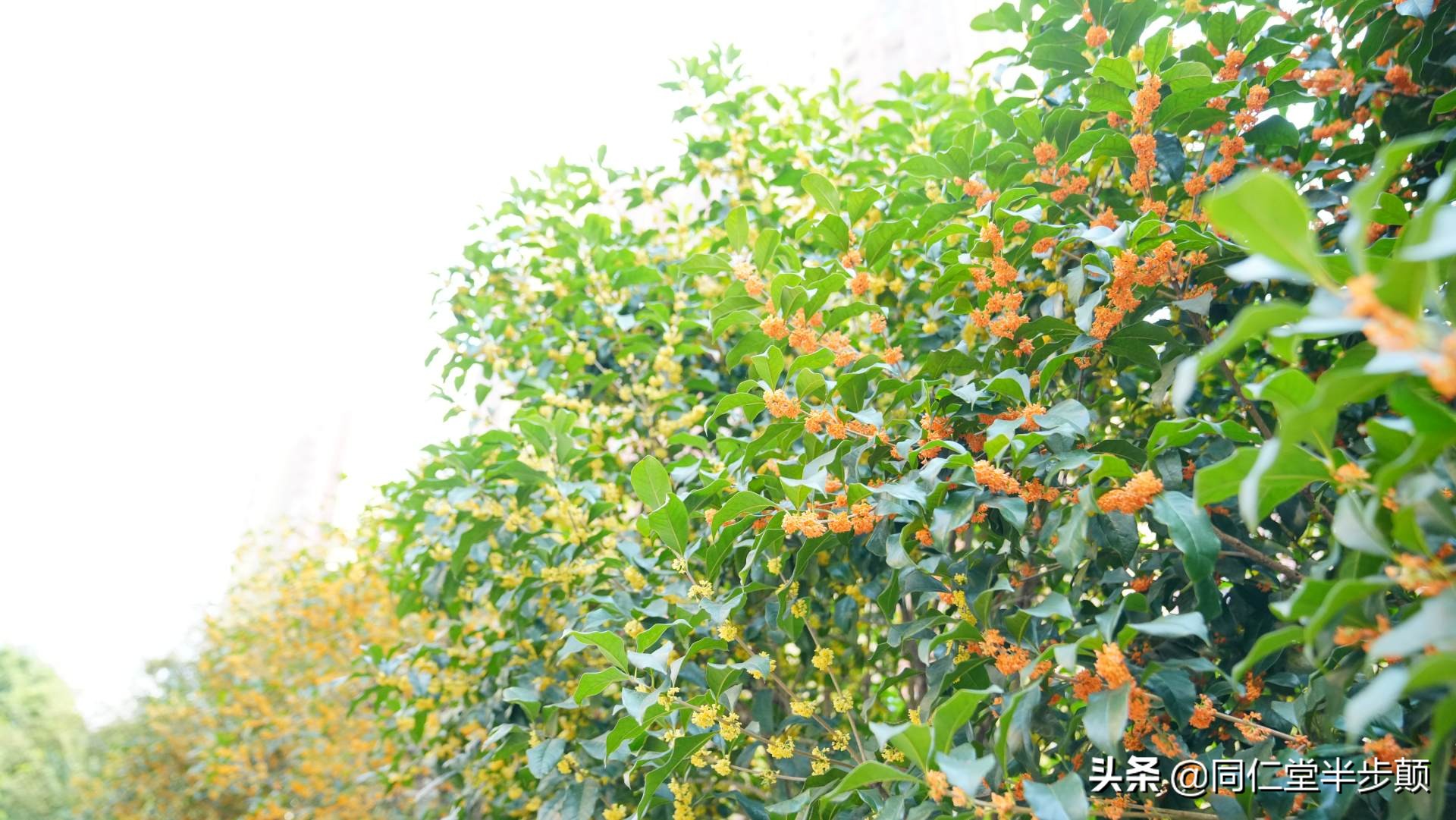 oppok9s深度测评,oppok9s真正的缺点和优点