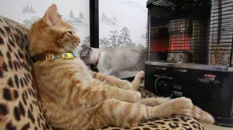 冬天如何正确的给猫咪保暖,冬季怎么给猫咪保暖