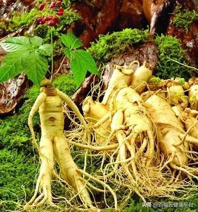 每天吃一克人参的功效,可以天天吃的人参