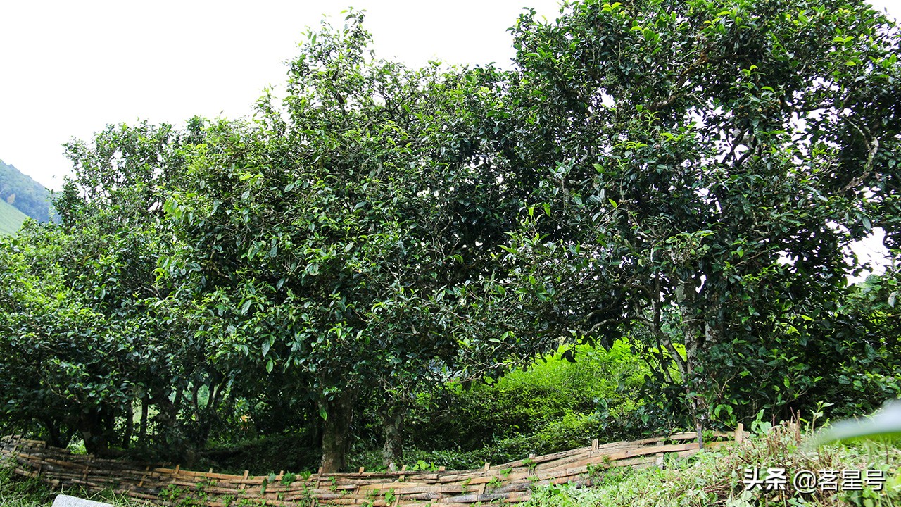 老班章古树普洱茶鉴定方法,老班章古树茶鉴别方法