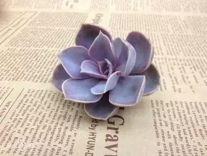 容易爆盆又好养的多肉你值得拥有,容易养好养活而且便宜的多肉