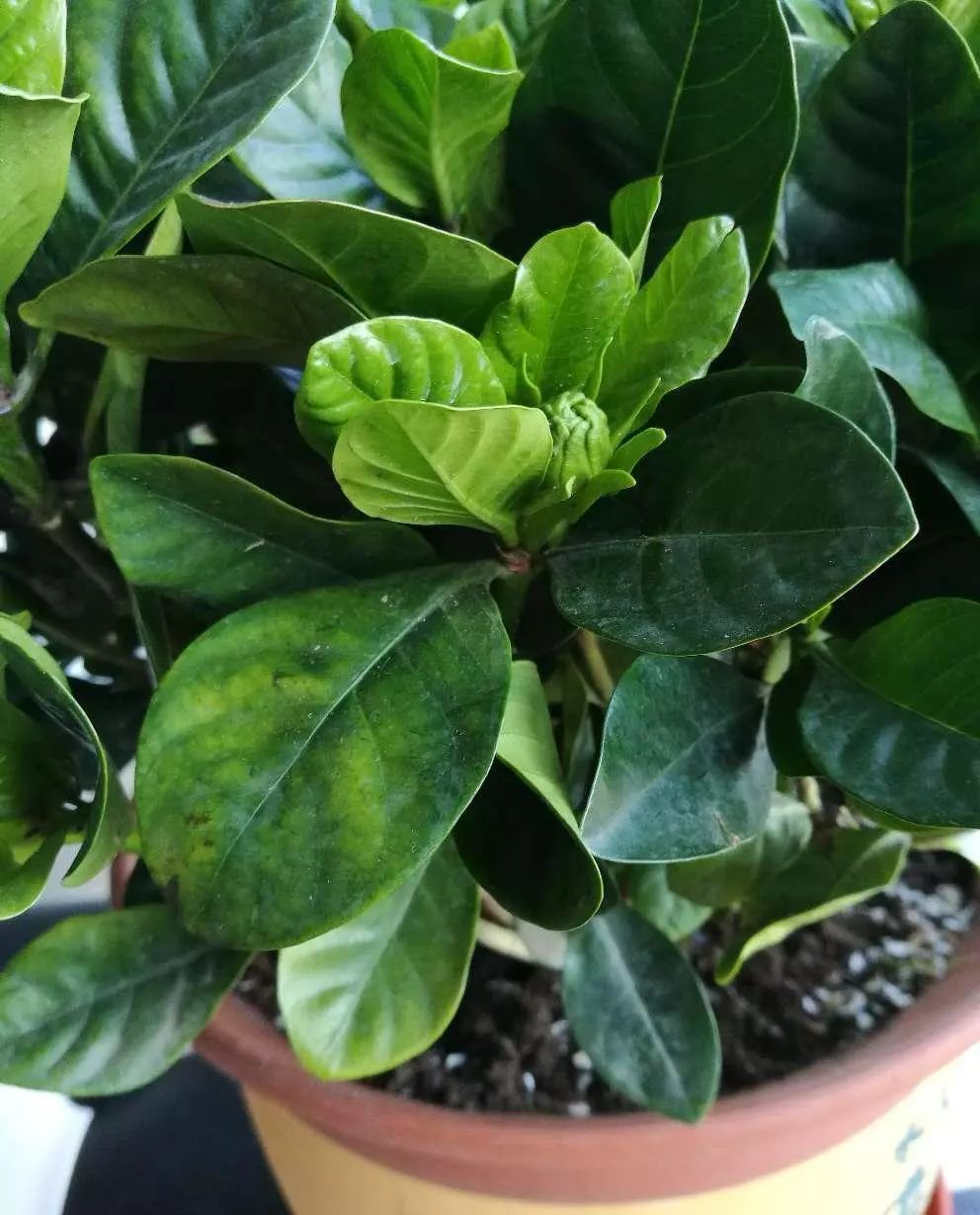 洁白无瑕的栀子花叶子却发了黄，一招防治，效果绝佳