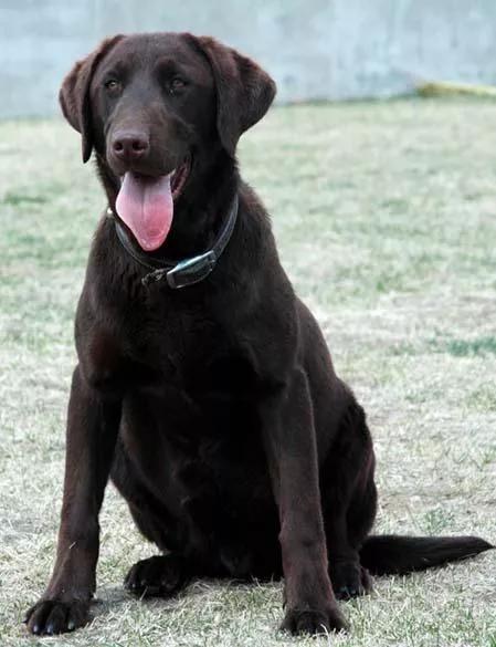 带有铲屎官期望的宠物名字,铲屎官叫猫咪的名字