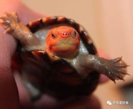 养龟异味怎么处理,养龟怎样防止臭味