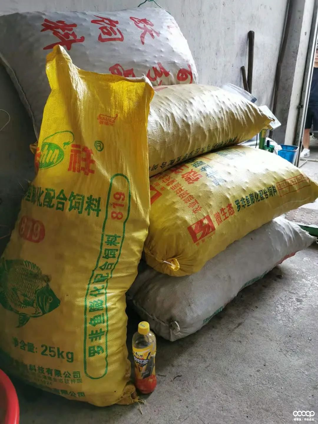 星月五指山料和毛感料区别,海南毛感星月介绍