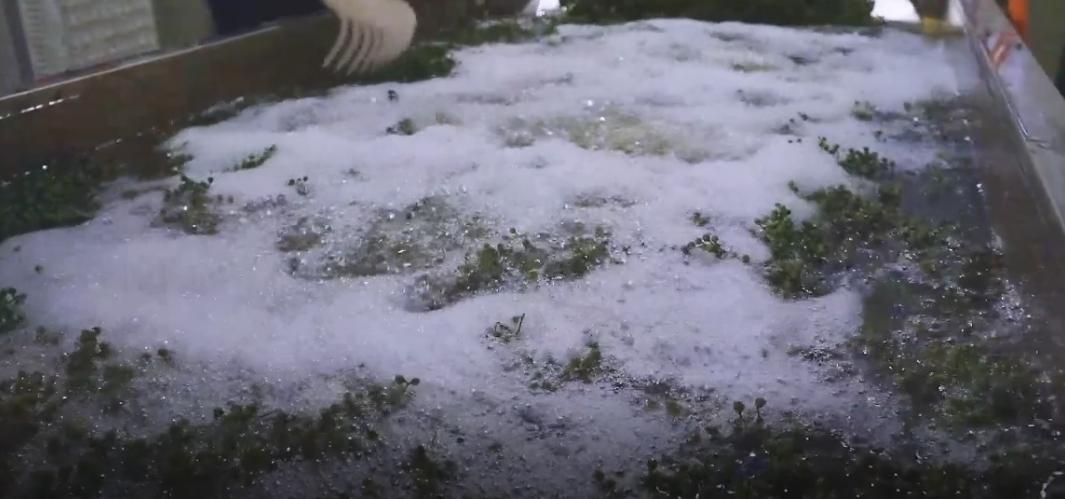 大叔收集废品变废为宝,重庆大叔创业