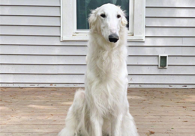 泰迪调戏大型犬被当场咬死,巨型泰迪挑衅大型犬被咬死