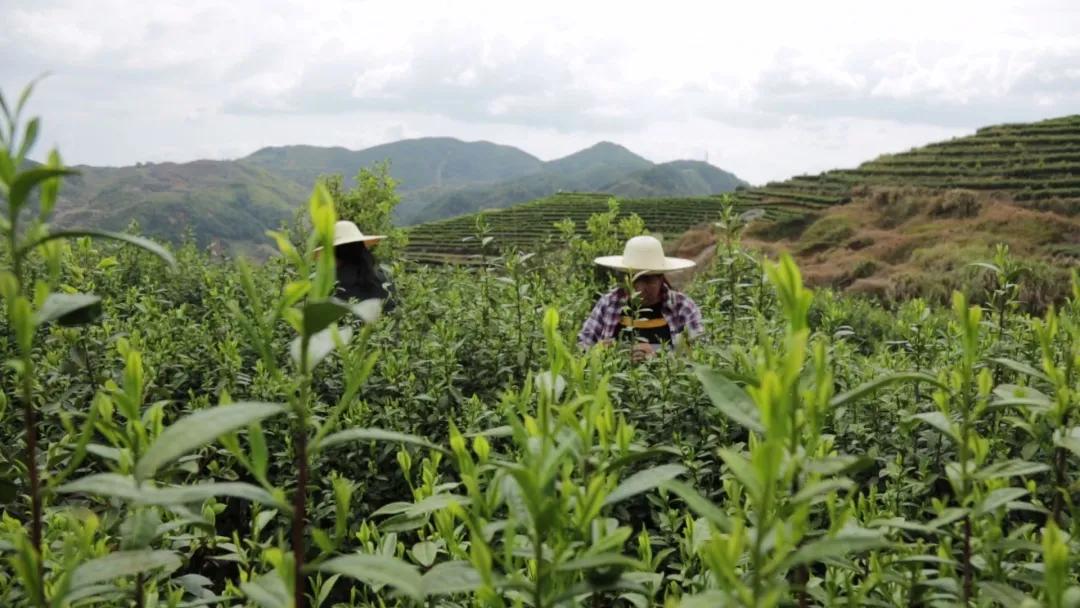 坦洋工夫红茶与普通红茶的区别,岩茶和坦洋工夫红茶的当家品种