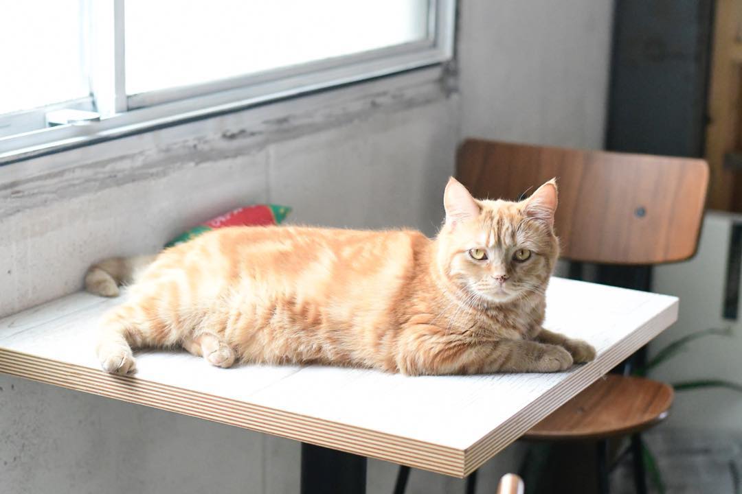 猫咪做完手术后的注意事项,猫咪手术后防止发炎