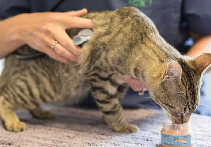 爱猫体检后发现白细胞增多就是有疾病？主因是猫压力过大