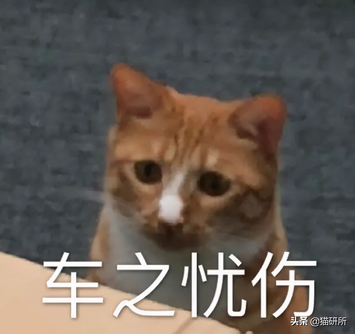 猫咪为什么老是叫讨食,猫咪为什么总是嗯嗯的叫