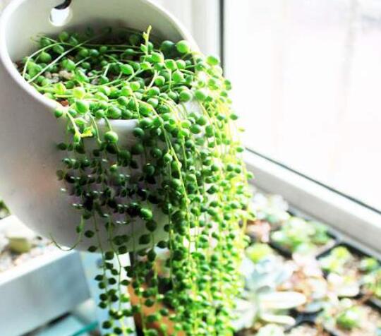 适合阳台养的32种花草,楼房里必养的8种花草