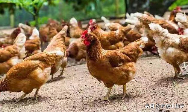 鸡咳嗽眼睛肿怎么治疗,鸡感冒流眼泪怎么治好得快