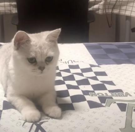 主人出门猫咪自己在家能呆几天,主人外出猫咪在家需要什么