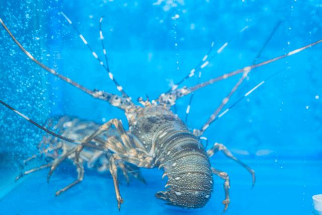 5.8折！魔都新开摩洛哥风「泰式海鲜火锅」，锅底、红膏蟹免费送