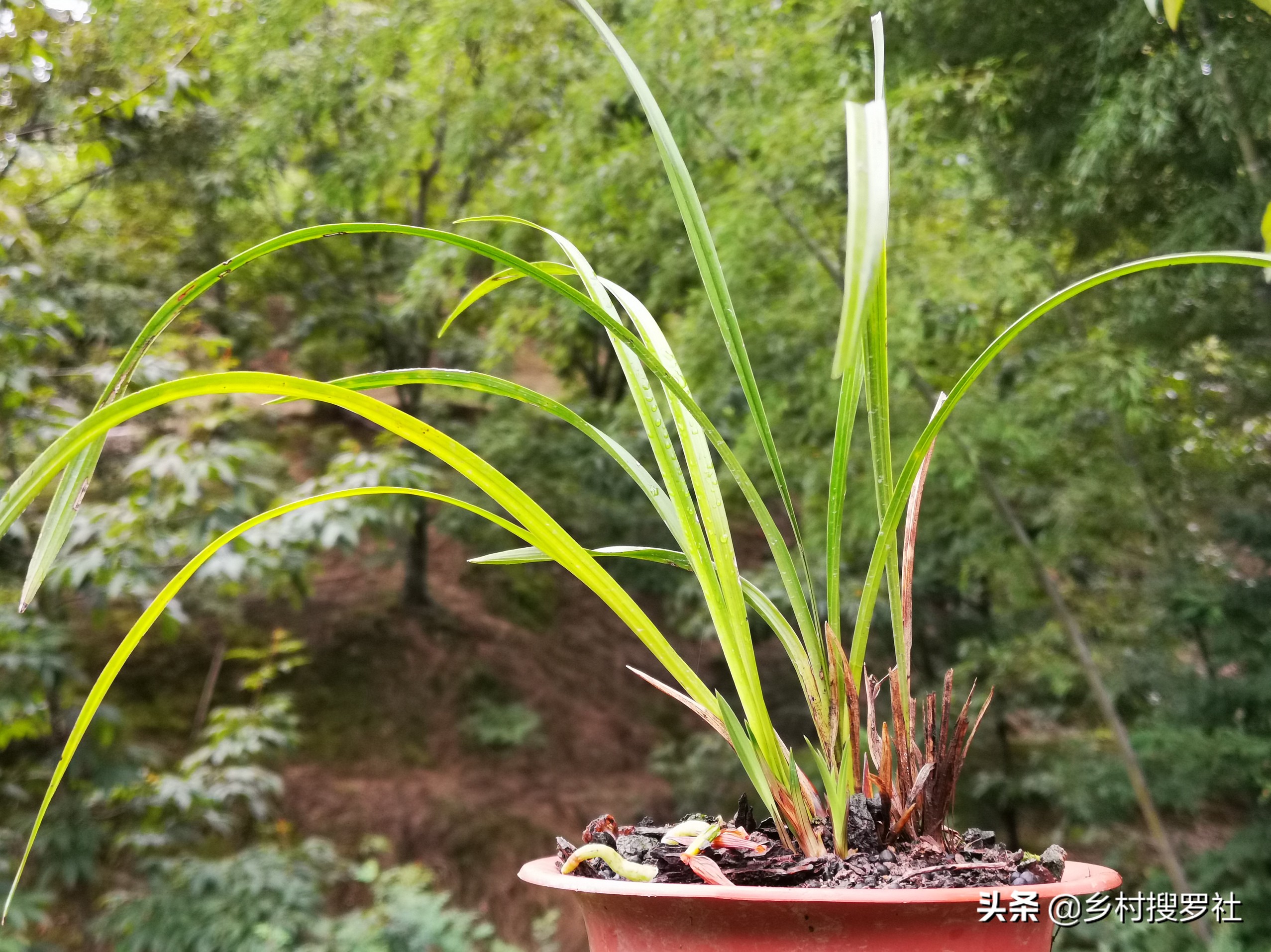 春兰蕙兰几月孕育花苞,春兰是不是只有春天才开花