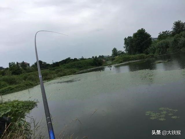 黑坑钓巨物5分钟上3条,野钓巨物成果