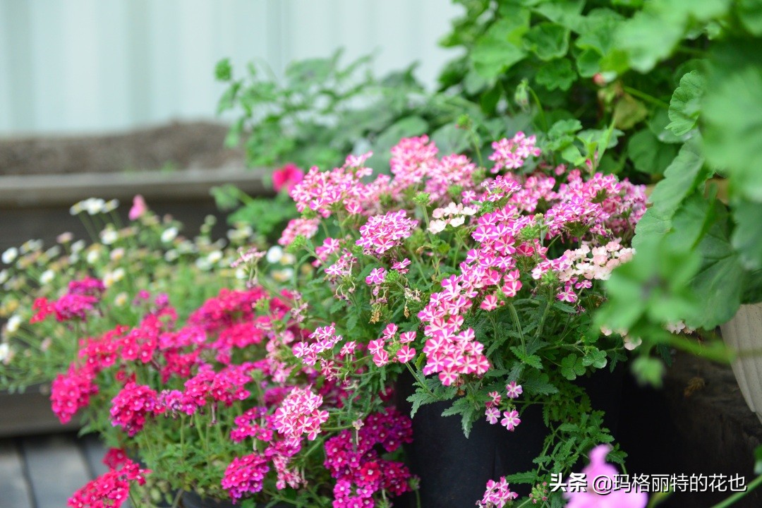 徒长花草怎样处理,徒长的树木怎么处理