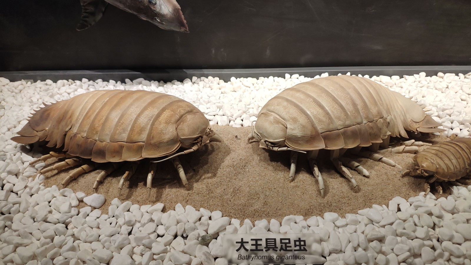 海洋博物馆带孩子游玩攻略,国家海洋博物馆最全攻略来了