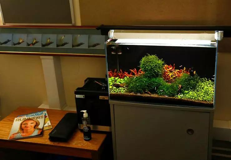 养草缸需要爆藻嘛,养草缸容易爆缸