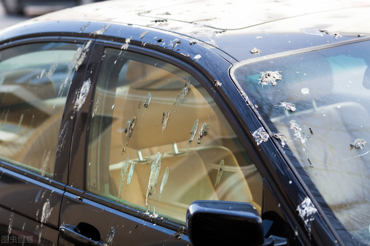 人生崽鸟下蛋！鸟类生殖、排尿、排便通道三合一，为何人类分开？