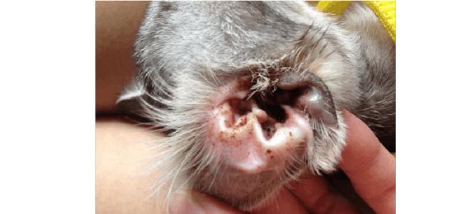 猫咪耳朵痒里面是湿的,猫咪耳朵痒伴有呕吐