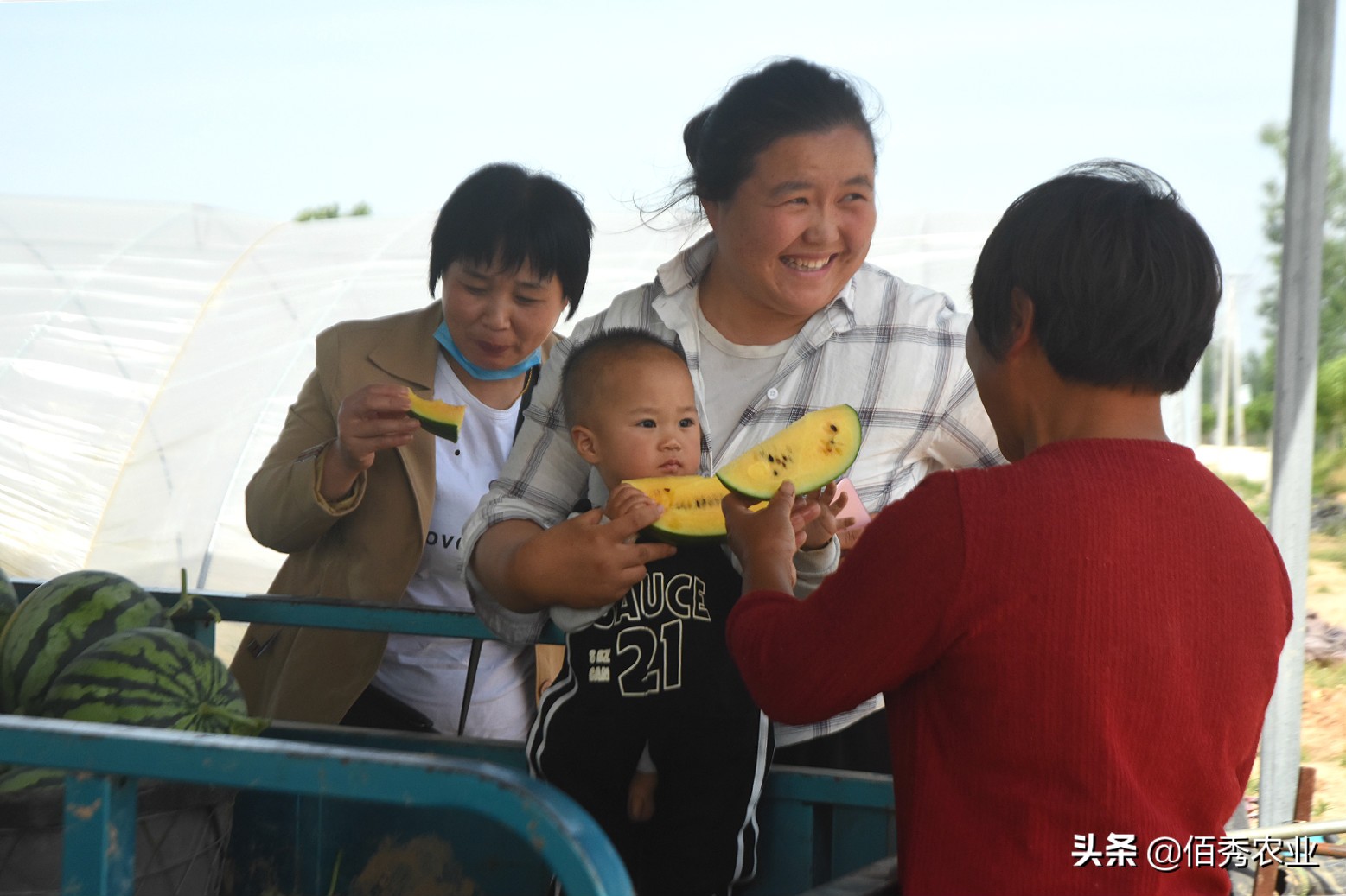 黄皮西瓜种植效益,反季节种植西瓜一亩收入