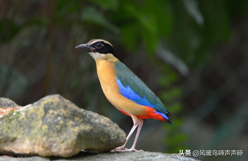 超模推荐的内衣,超模推荐内衣