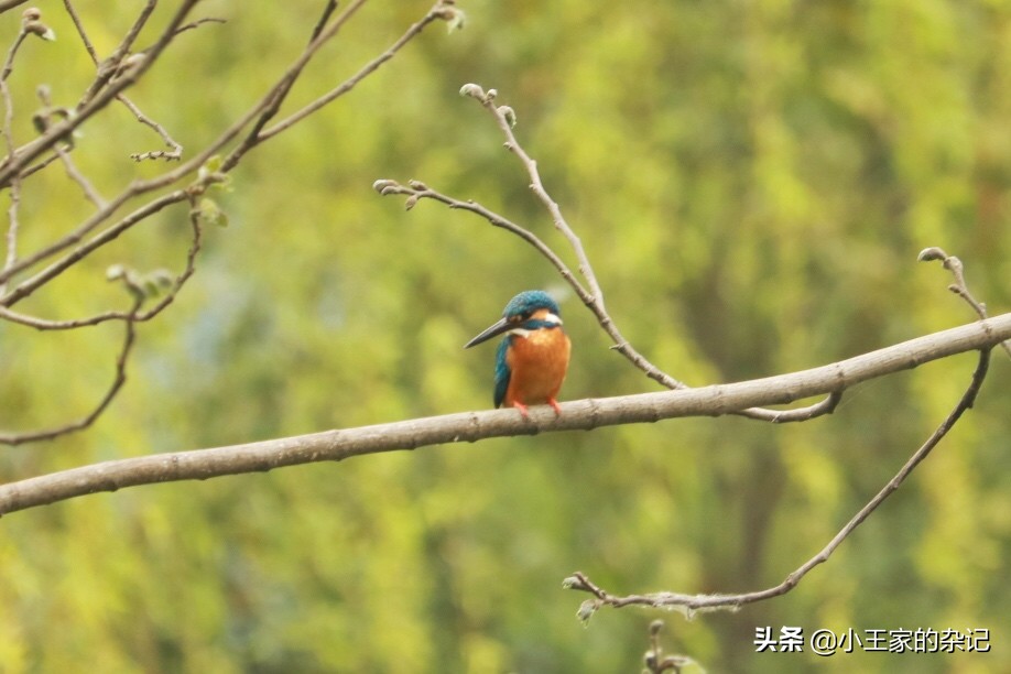 国际爱鸟日天桥岭,国际爱鸟日