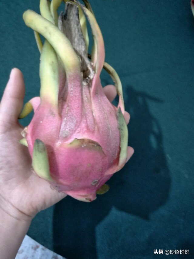 挑选火龙果的方法,火龙果怎么挑才是最甜的