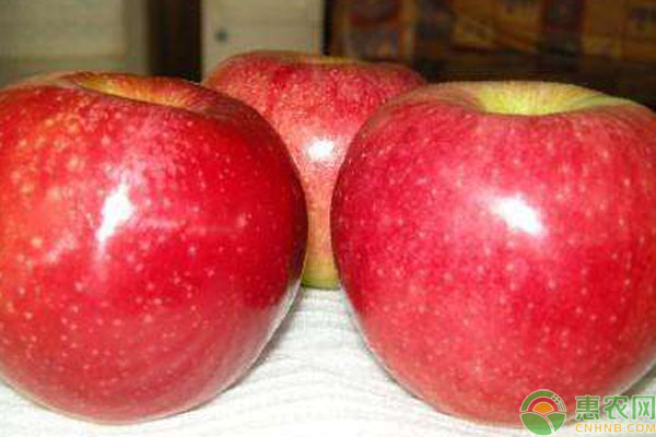 冷门苹果有哪些品种,现在常吃的苹果品种