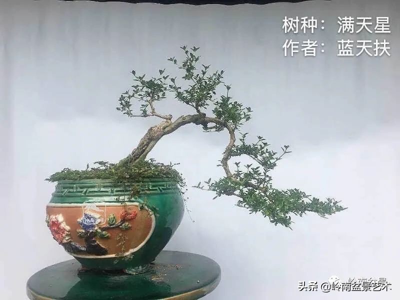 广东的盆景有哪些,适合广东玩的盆景