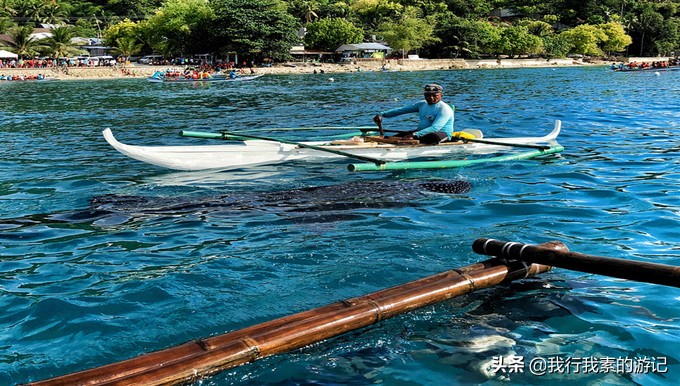 想去看鲸鲨？这里可以满足你