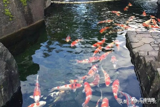 锦鲤充血怎么治疗用什么药,锦鲤充血的具体原因及解救方法