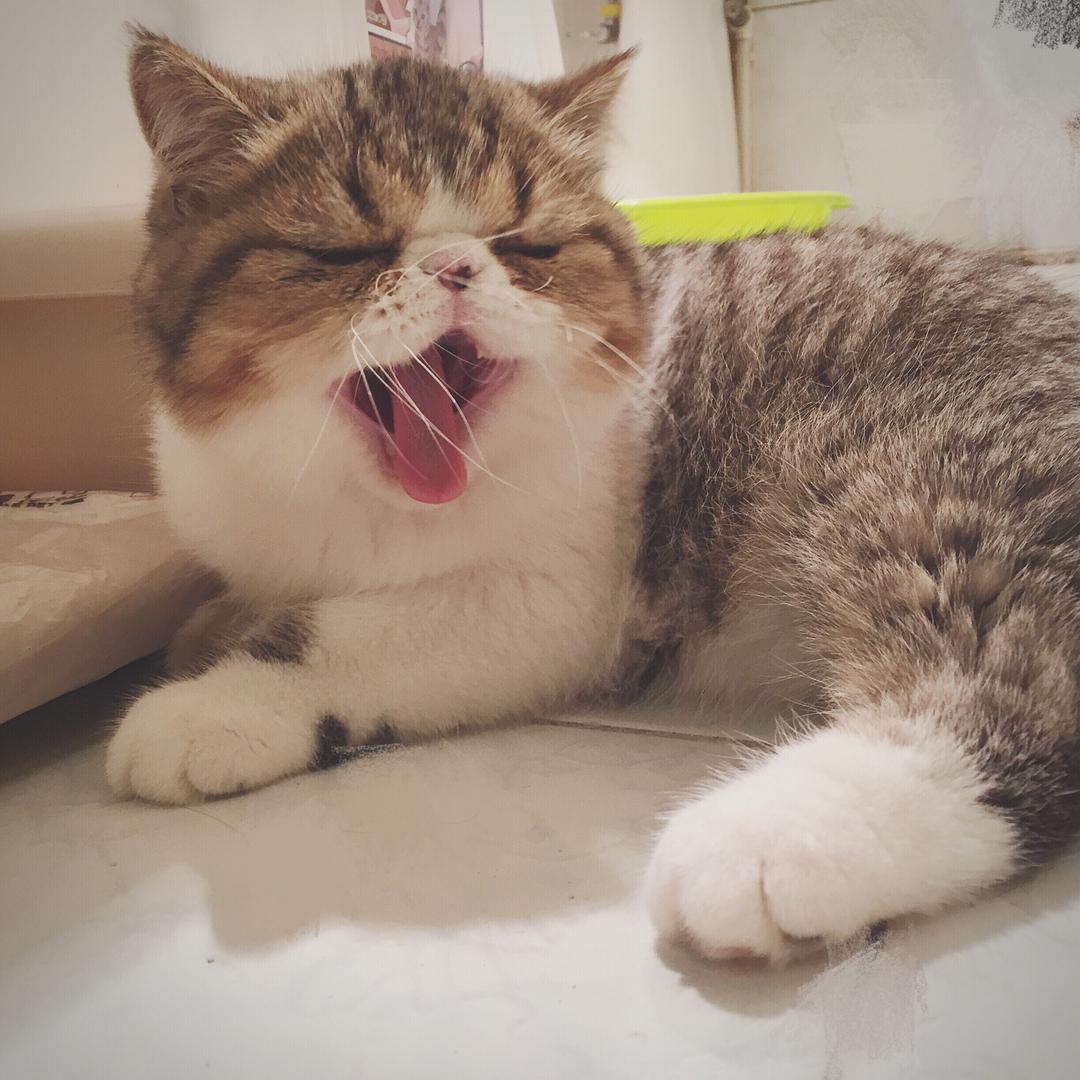 干货｜猫藓的治疗与自救，转发给你身边需要的朋友吧