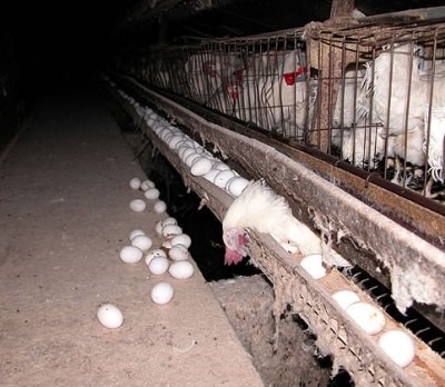 非吃雞蛋不可？打破雞蛋的神話（文:盧麗愛醫生）