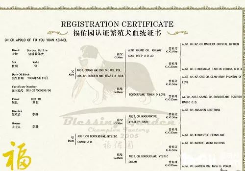 怎么才算纯种泰迪狗呢图片,纯种狗和非纯种狗的区别哪个好