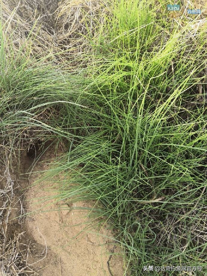 麦子钓野河鱼的最佳配方,野钓鲤鱼最诱鱼的酒米