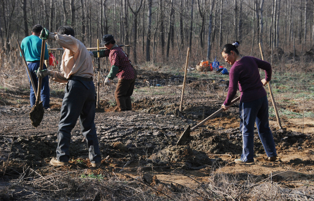 鸡粪牛粪猪粪羊粪发酵有机肥,猪粪和鸡粪哪个有机肥效果好